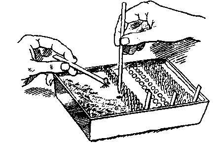 Культура кактусов - _345.jpg