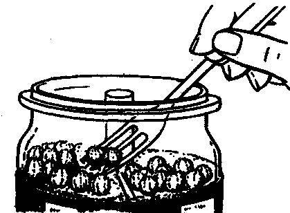 Культура кактусов - _347.jpg