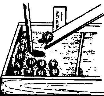 Культура кактусов - _348.jpg