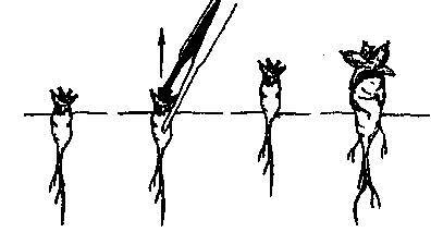 Культура кактусов - _349.jpg