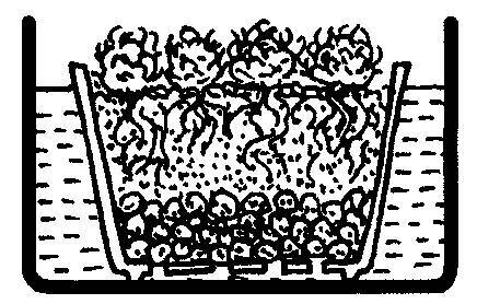 Культура кактусов - _352.jpg