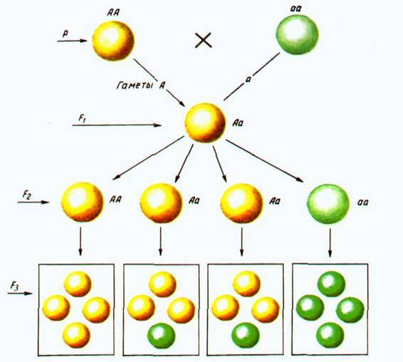 Культура кактусов - _353.jpg