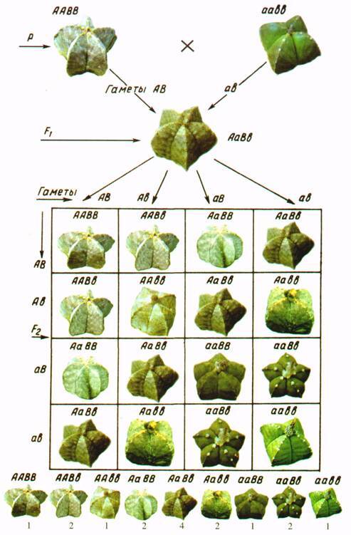 Культура кактусов - _357.jpg