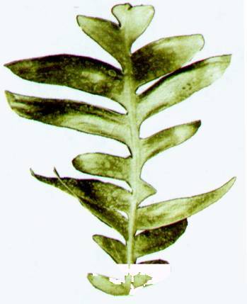 Культура кактусов - _36.jpg