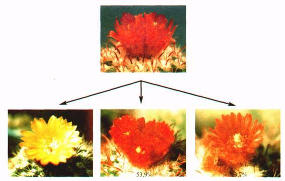 Культура кактусов - _360.jpg