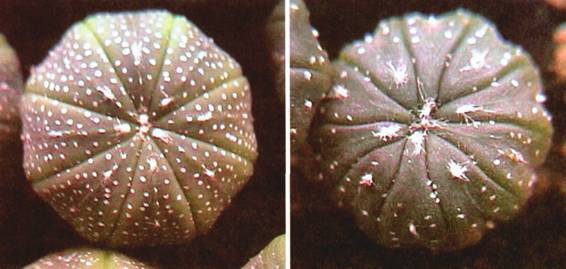 Культура кактусов - _361.jpg