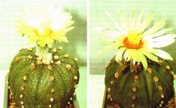 Культура кактусов - _362.jpg