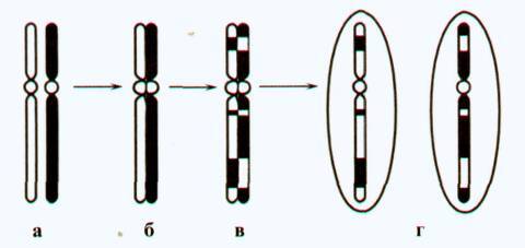 Культура кактусов - _364.jpg