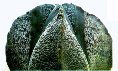 Культура кактусов - _365.jpg