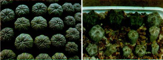 Культура кактусов - _366.jpg