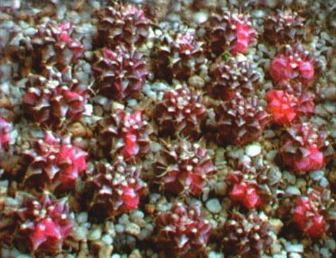 Культура кактусов - _367.jpg