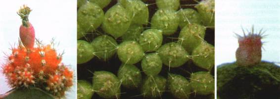 Культура кактусов - _368.jpg