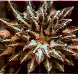 Культура кактусов - _370.jpg