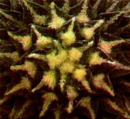 Культура кактусов - _371.jpg