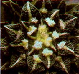 Культура кактусов - _372.jpg