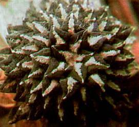 Культура кактусов - _373.jpg