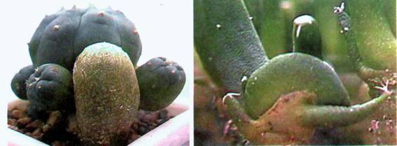 Культура кактусов - _375.jpg