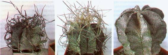 Культура кактусов - _376.jpg