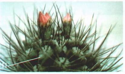 Культура кактусов - _38.jpg