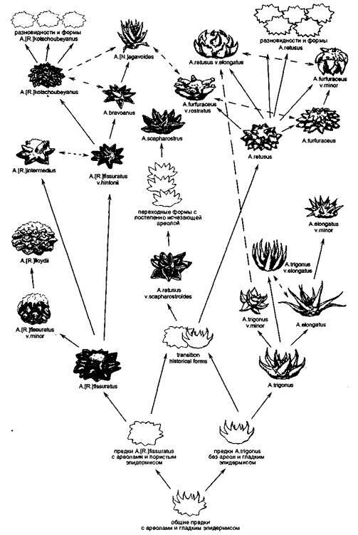 Культура кактусов - _381.jpg