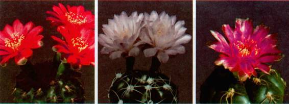 Культура кактусов - _383.jpg