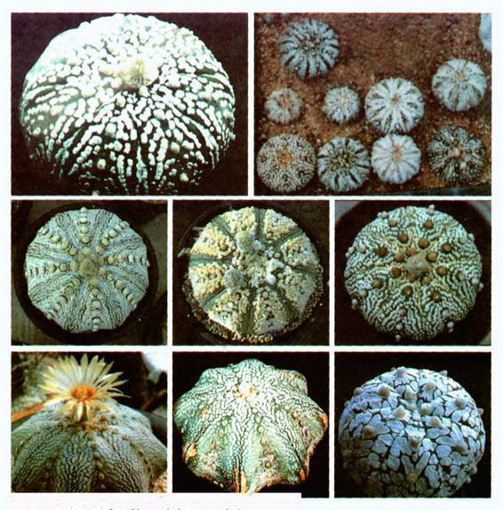 Культура кактусов - _384.jpg