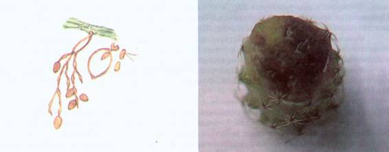 Культура кактусов - _385.jpg