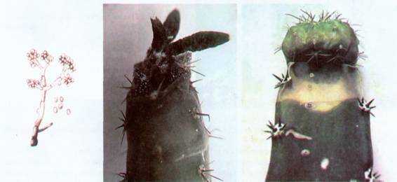 Культура кактусов - _388.jpg