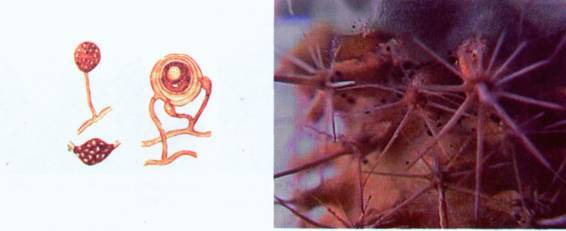 Культура кактусов - _389.jpg