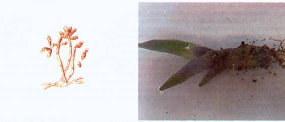 Культура кактусов - _390.jpg