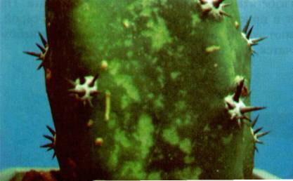 Культура кактусов - _391.jpg