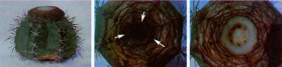 Культура кактусов - _392.jpg