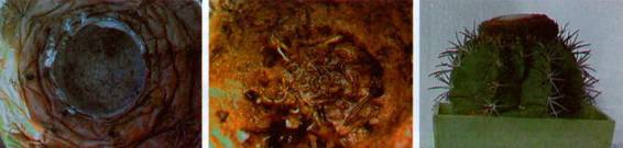 Культура кактусов - _393.jpg