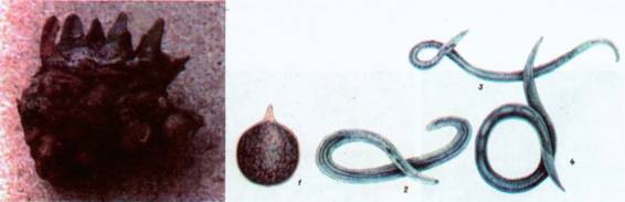 Культура кактусов - _395.jpg