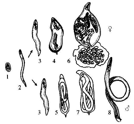 Культура кактусов - _396.jpg