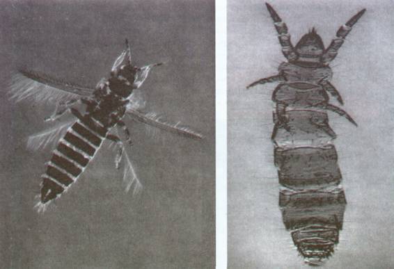 Культура кактусов - _397.jpg