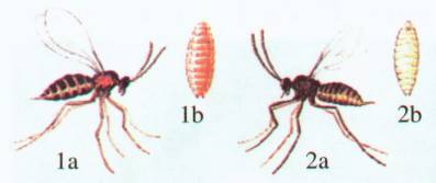 Культура кактусов - _398.jpg