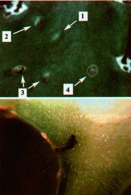 Культура кактусов - _399.jpg