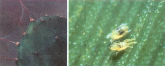 Культура кактусов - _401.jpg