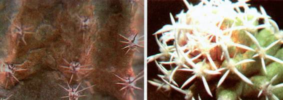 Культура кактусов - _402.jpg