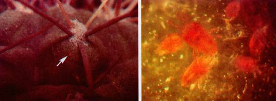 Культура кактусов - _403.jpg