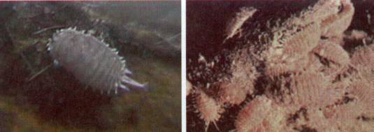 Культура кактусов - _404.jpg