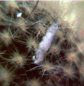 Культура кактусов - _405.jpg