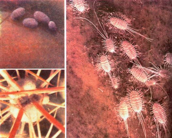 Культура кактусов - _406.jpg