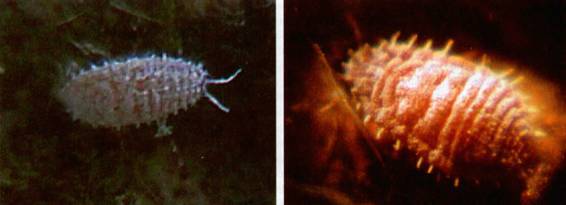 Культура кактусов - _407.jpg