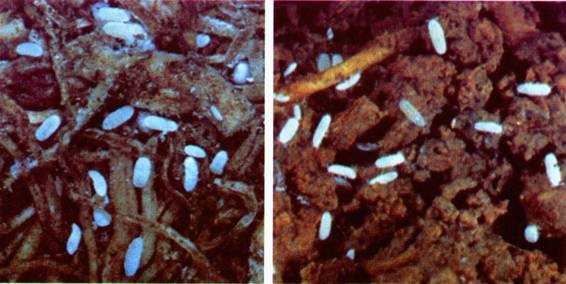 Культура кактусов - _408.jpg