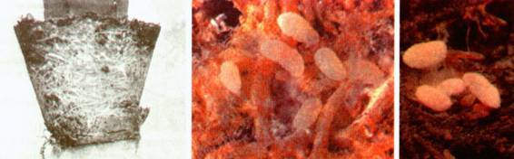 Культура кактусов - _409.jpg