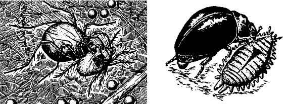 Культура кактусов - _410.jpg