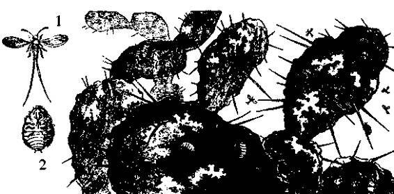 Культура кактусов - _411.jpg