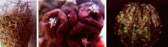 Культура кактусов - _416.jpg